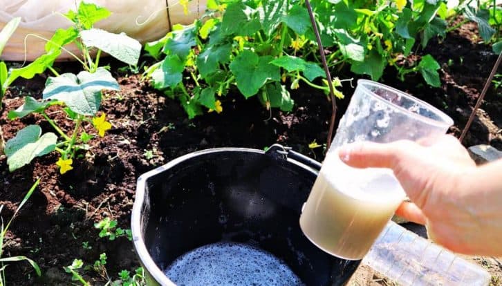 Чи не ростуть огірки після сходів чи висадки? Розповідаю, чим потрібно їх полити, щоб швидко пішли на зріст