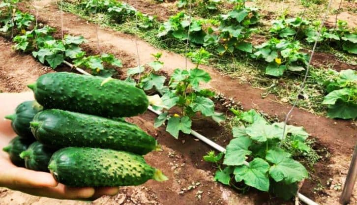 Гарний урожай гарантований: як виростити ранні огірки у відкритому ґрунті