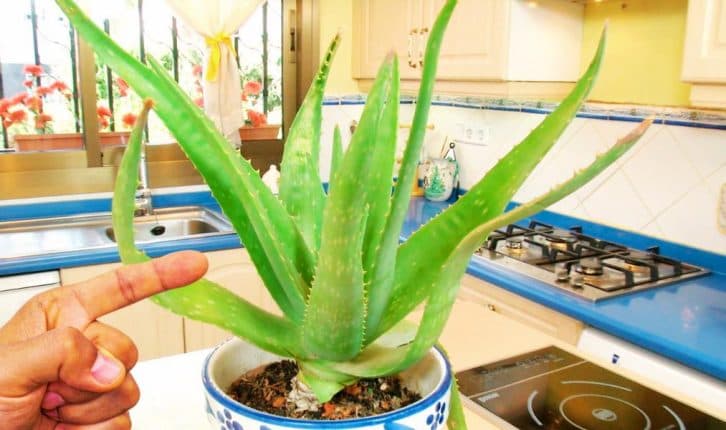 Якщо у вас є ця рослина, то тримати її потрібно на кухні. Ділюсь секретом досвідчених господинь