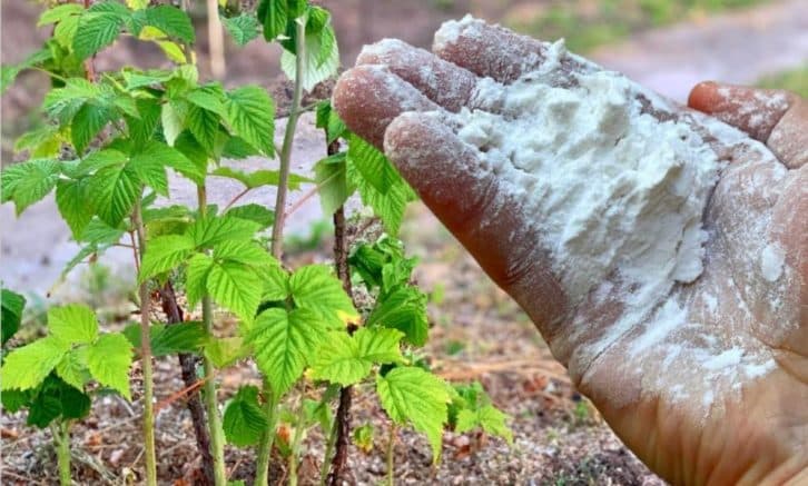 Малина все літо радуватиме врожаєм! Але тільки якщо правильно підгодувати її в середині травня