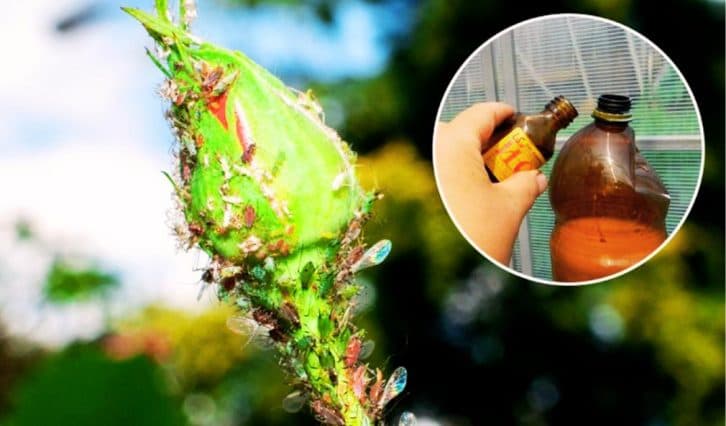 Молоко та йод проти попелиці на троянди. Як потрібно застосовувати, щоб врятувати квіти