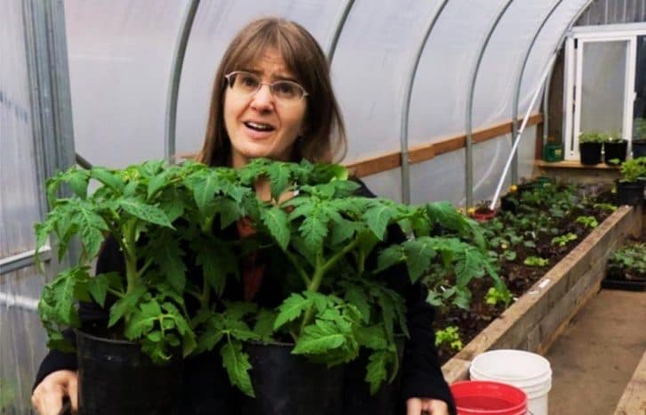 Народні, але при цьому на 100% ефективні засоби для міцної розсади помідорів