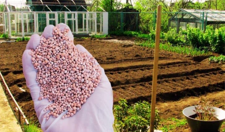 Нітроамофоска: універсальне добриво для вашого саду та городу. Як і скільки вносити