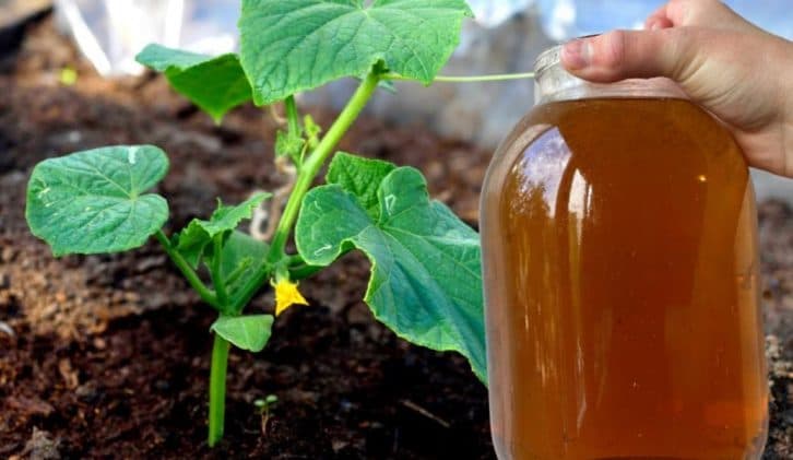 Огірочки моментально підуть у зріст: ефективне підживлення від тисячі бід