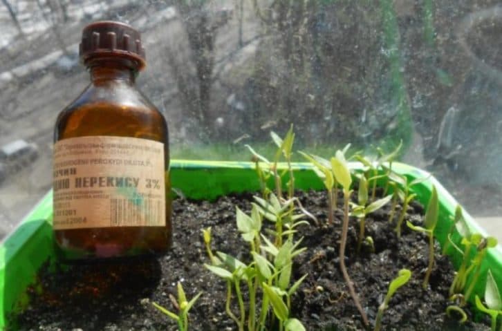 Перекис водню для розсади: як обробляти насіння та робити підживлення