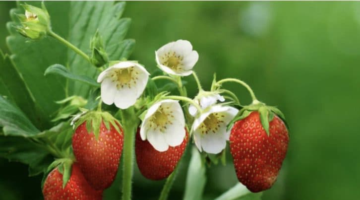 Полуниця росте з кулак і не хворіє. Ділюсь 5-ма найефективнішими підживленнями для рясного врожаю