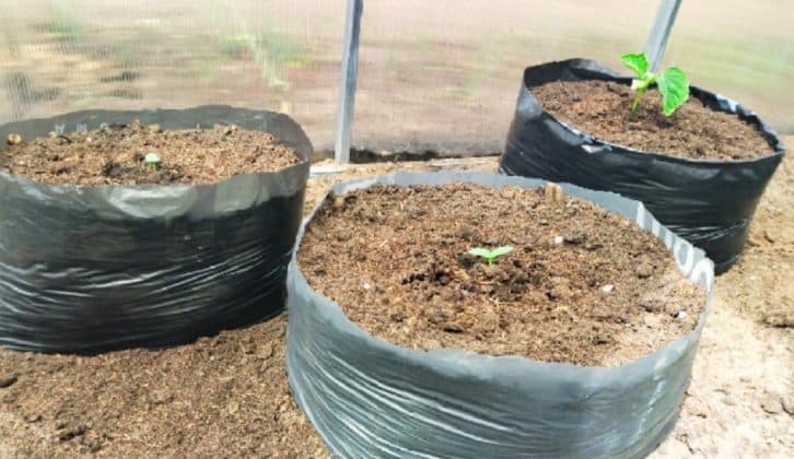 Посадка помідорів та огірків у пакети без дна: швидко ростуть, навіть якщо холодно