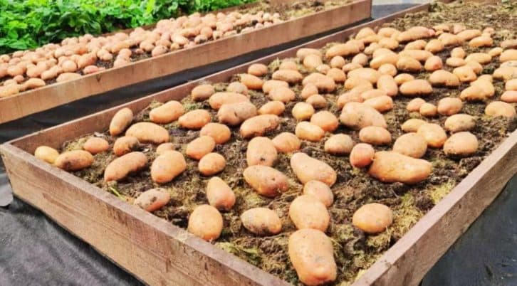Посадили лише 2 грядки, а їли всю зиму. Розповідаю про унікальну систему посадки картоплі