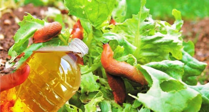 Що потрібно зробити навесні на городі, щоб слимаки обходили його стороною