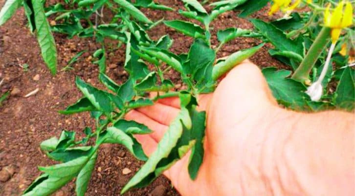 Що робити, якщо листя на помідорах почало скручуватися: радять досвідчені городники