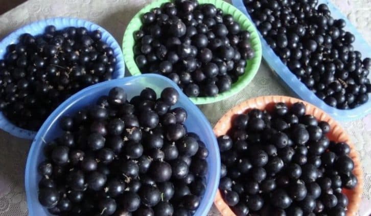 Смородина рік у рік велика, чиста, без хвороб. Відкрила для себе ефективний засіб