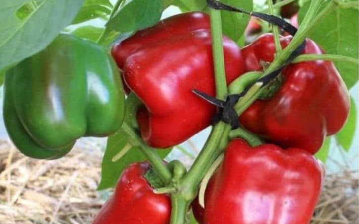 З одного куща по 3 кг перцю збираю. Роздаю всім рідним, та ще й лишається