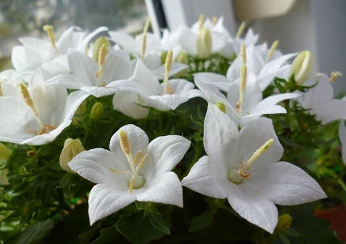 Моя розкішна квітка названа: розповідаю про натуральні підгодівлі для її пишного цвітіння, які можна зробити своїми руками