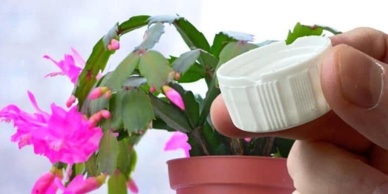 Щоб різдвяник гарно квітнув усю зиму, його треба полити цим простим розчином