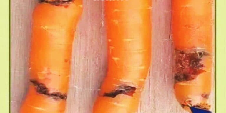 Як я назавжди позбулася цибулевої мухи-шкідника. Розчин, який точно допоможе