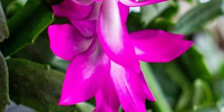 Що не любить різдвяник? 5 «табу», які він категорично не сприймає