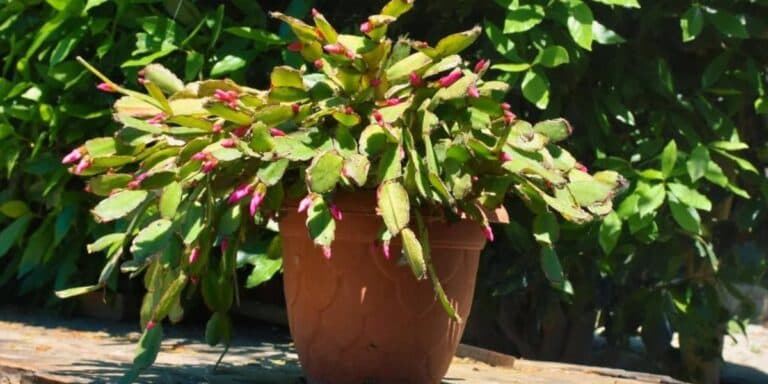 Різдвяник без кореневої гнилі: мій перевірений секрет поливу