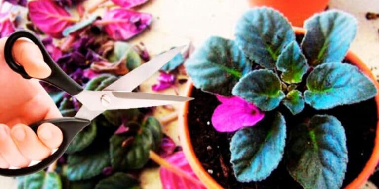 Як потрібно обрізати фіалки: прості секрети, які гарантують пишне цвітіння